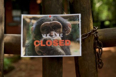 Chimp refuge shuts doors to tourists in deforestation protest