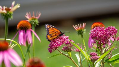 This is the one plant to grow if you want to help endangered monarch butterflies – and it's not too late to add one to your yard this summer