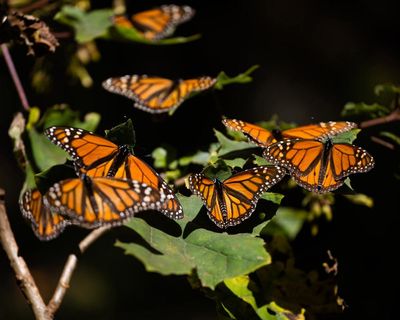 Monarch butterflies’ mass die-off in 2024 caused by pesticide exposure – study