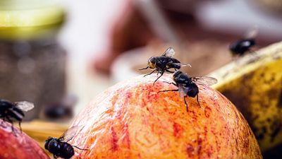 House flies ruining your summer? Keep them out with these plants