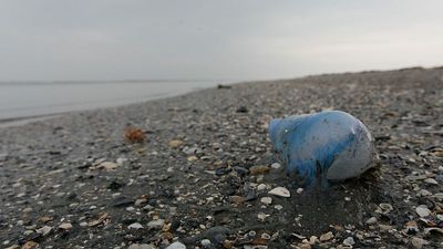 Several beaches in France close after sightings of venomous Portuguese man o'war