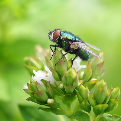 These 4 common household items are inviting flies into your home without you realising, according to experts