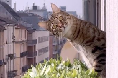 The best of the internet’s cat videos are coming to the big screen this weekend