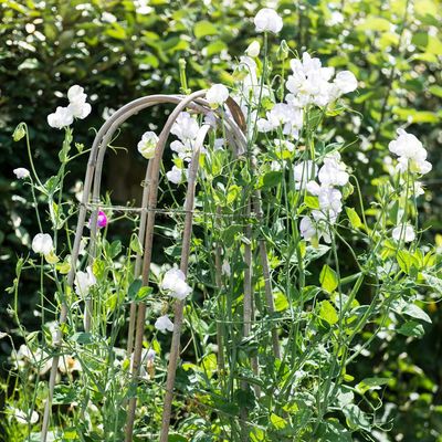 Powdery mildew on sweet peas is rife right now – here's how to prevent it