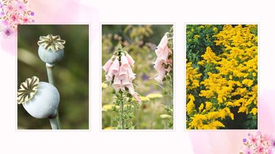 6 plants you should and shouldn't cut back this month, as advised by our resident gardener