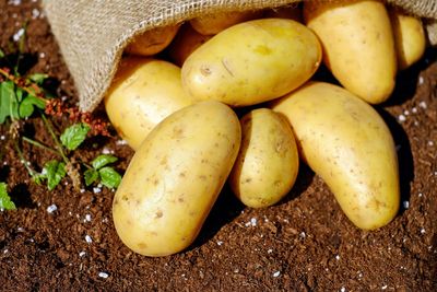 Family roots: potatoes evolved from tomatoes, study reveals ...Tech & Science Daily podcast