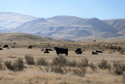 Hells Bells! America’s cattle farms are being protected by AC/DC