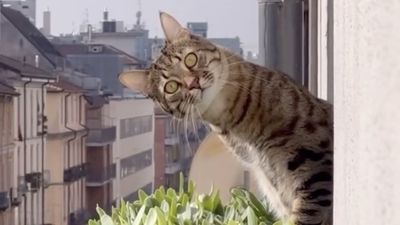 Viral cat videos get their big screen moment with CatVideoFest 2025 — find out where its happening