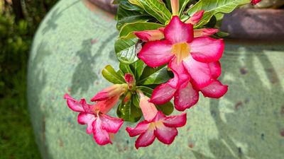 How to propagate a desert rose – to get more fabulously floriferous tropical plants for free