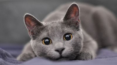 Russian Blues are beautiful, low-maintenance and long-living –what more could you want?