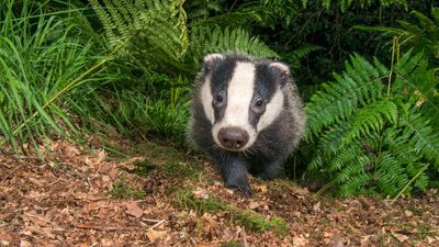 Put your old DSLR to work and capture incredible wildlife!