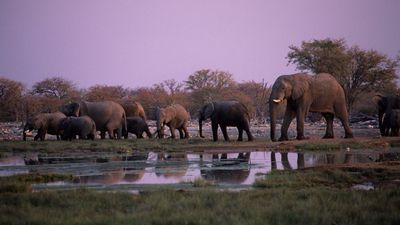 Satellites are helping protect critically endangered desert elephants. Here's how
