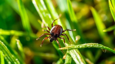 How to avoid tick bites this summer — top tips from a pest expert on how to stay safe