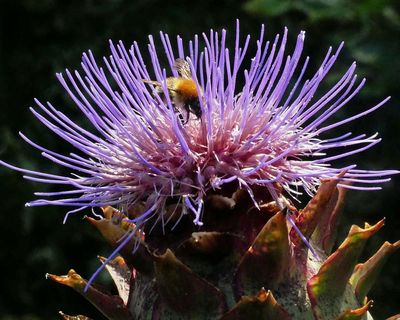 Country diary: An explosion of life – all on one single garden plant