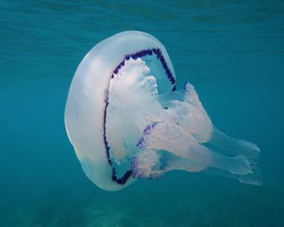 Unusually high number of jellyfish arrive in UK seas