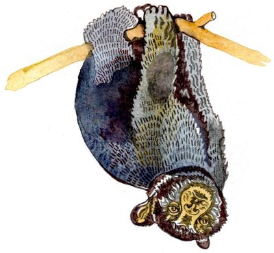 Can bears swing upside down and what colour is electricity? The kids’ quiz