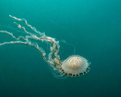 Coming to a beach near you: a guide to the jellyfish you’ll find off the UK coast