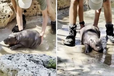Zoo’s new baby pygmy hippo refuses to cooperate with keepers in adorable video
