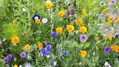 Annuals that thrive on neglect – 5 essential flowers for time-poor gardeners, simply plant and forget
