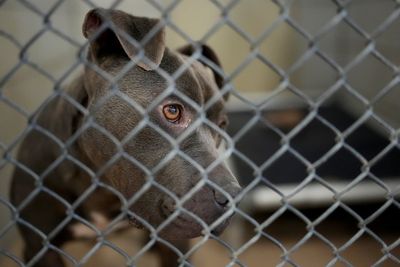Pets’ fates uncertain as owners deported by ICE