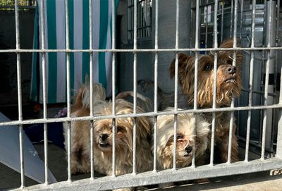 Trump-Era Immigration Crackdown is Forcing Families to Leave Their Pets Behind