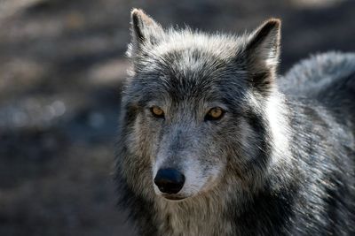 American farmers use rock music to deter gray wolves
