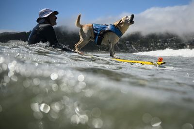 Who's the top dog? Wave-riding canines compete in the World Dog Surfing Championships