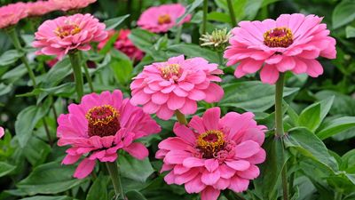 Underrated bedding plants – 8 choices experts urge you to make room for in your backyard