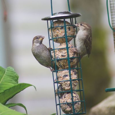 How to make your own bird feed – wildlife expert reveals their favourite recipe that will have birds flocking to your garden
