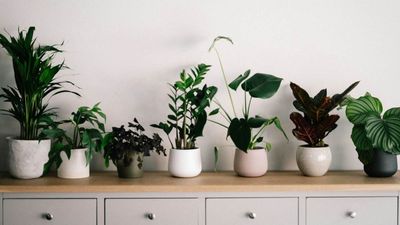 5 houseplants to keep your home cool during the UK heatwaves
