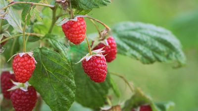 How to get a raspberry plant to fruit – 3 things a gardening expert promises will bring you a sweet berry harvest