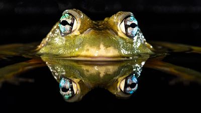 How do frogs breathe and drink through their skin?
