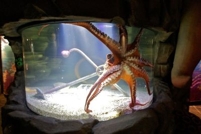 Boy injured in rare octopus incident at Texas aquarium