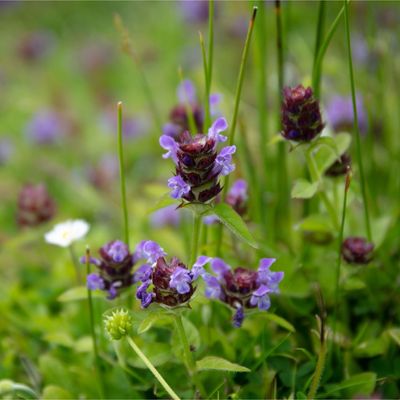 How to get rid of selfheal in a lawn – 3 ways to keep the purple-flowering weed at bay