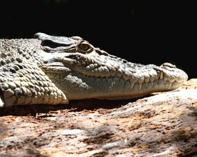 Does Queensland have a crocodile problem or a people problem?