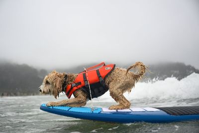 Photos of surfing dogs hanging ten in annual competition