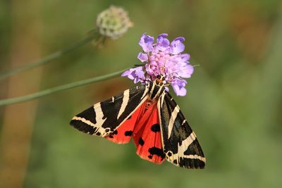 Public urged to look out for exotic Jersey Tiger moths in parks and gardens