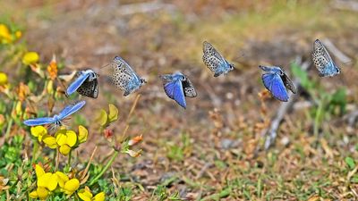 I used the Nikon Z8's Pre-Release Capture mode to photograph butterflies in flight