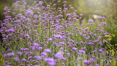 Best verbena varieties – 5 dazzling choices we adore for a delicate touch to borders and pots