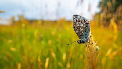Here's how I take handheld wide-angle close-ups of insects