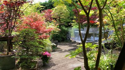 As a professional gardener, these are the 5 trees I'd never plant in any yard ever again (and what I'd choose instead)