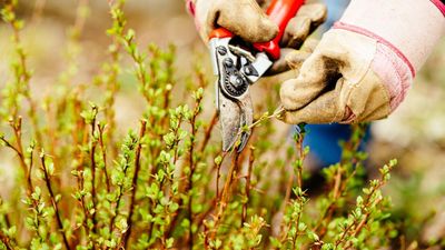 7 plants I always prune in August as a professional gardener – trim these flowers and shrubs now before it's too late
