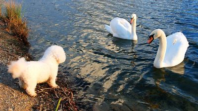8 dogs with low prey drive