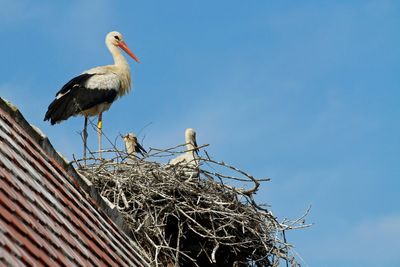 Could white storks return to London? Public’s views sought on ‘talismanic’ bird