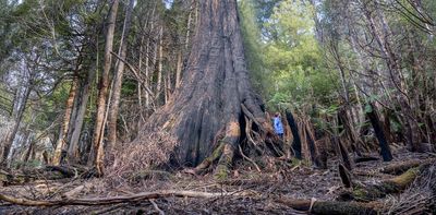 5 ingenious things trees do that human designers can learn from