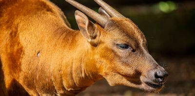 Research: Endemic anoa and babirusa show surprising resilience on small islands