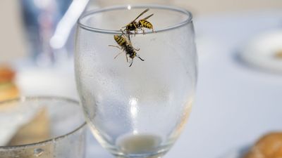 Expert reveals why wasps are swarming your yard — and 3 ways to prevent them