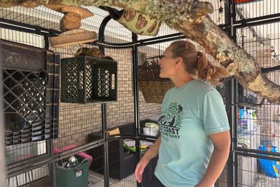 Inside the monkey sanctuary which has become a haven for military veterans