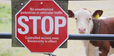 Foot-and-mouth disease would devastate Australia’s graziers if it got in. Here’s how a new vaccine might help