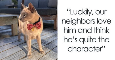 This Tonkinese Cat Has Stolen Over 150 Items From His Neighbors, And They Still Love Him